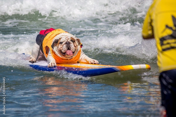 Obraz Surf Dogs