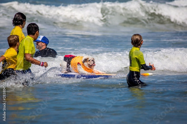 Obraz Surf Dogs