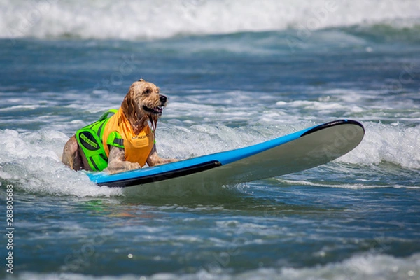 Obraz Surf Dogs