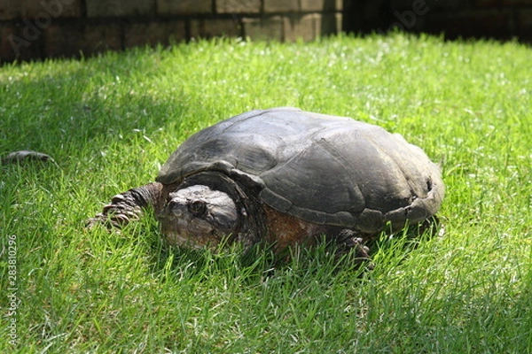 Obraz A very old turtle