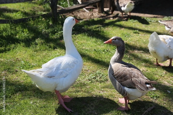 Obraz Duck and Goose having a conversation.
