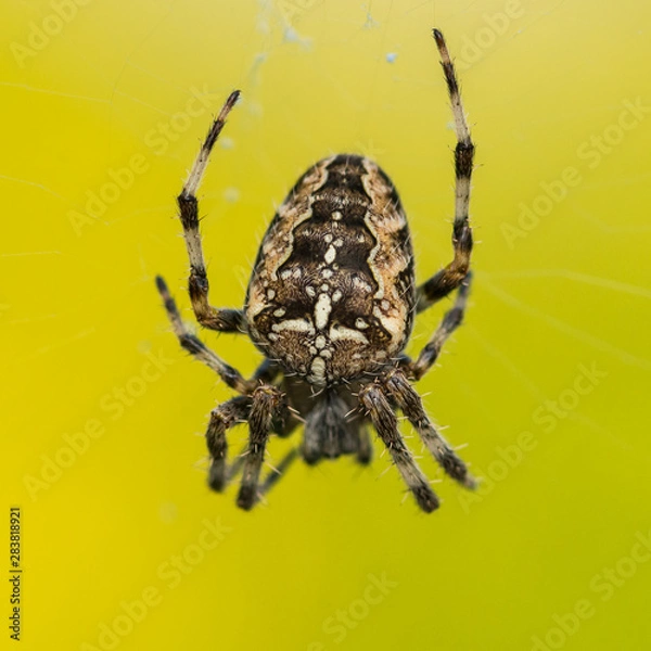 Obraz Cross Spider