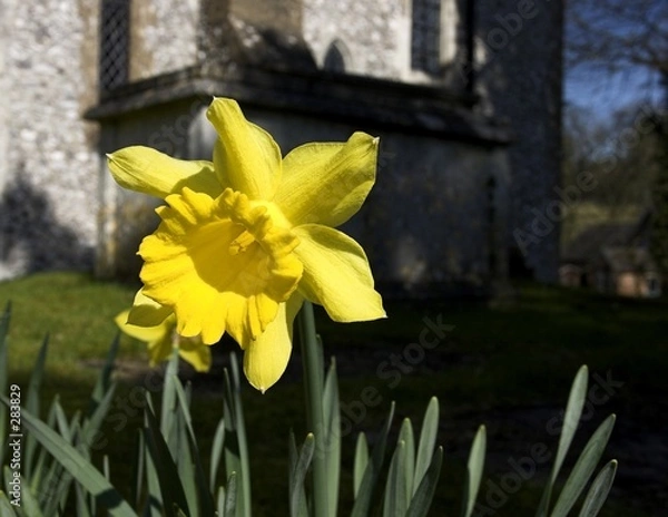 Obraz daffodil in graveyard