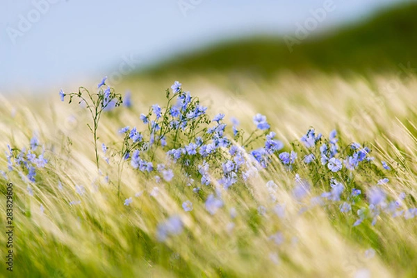 Fototapeta Bright delicate blue flower of ornamental flower of flax and its shoot against complex background. Flowers of decorative flax. Agricultural field of flax technical culture in stage of active flowering