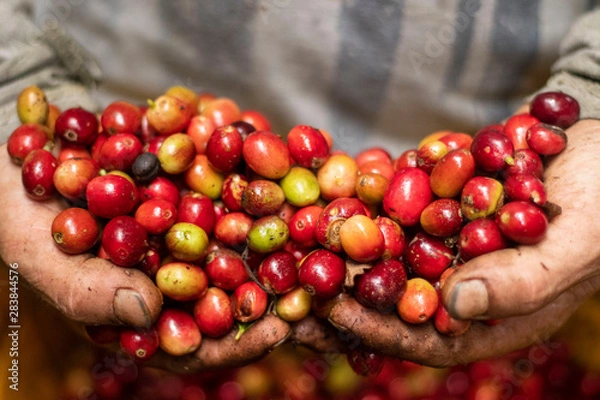 Obraz Café siempre café !