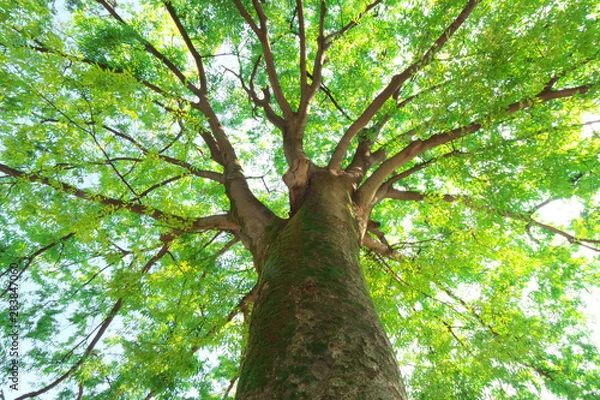 Obraz 大樹の緑と木漏れ日