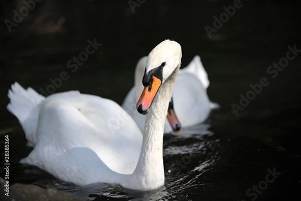 Obraz Swan
