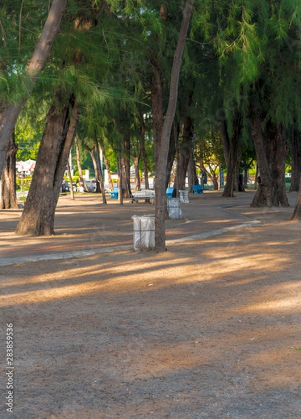 Fototapeta Beautiful green seaside pine trees and trash cans.