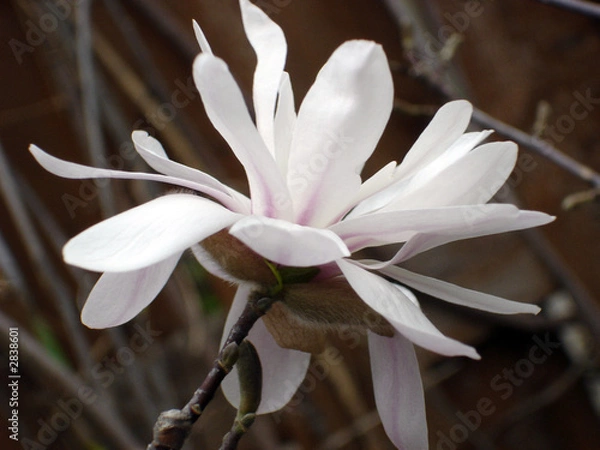 Obraz magnolia in spring