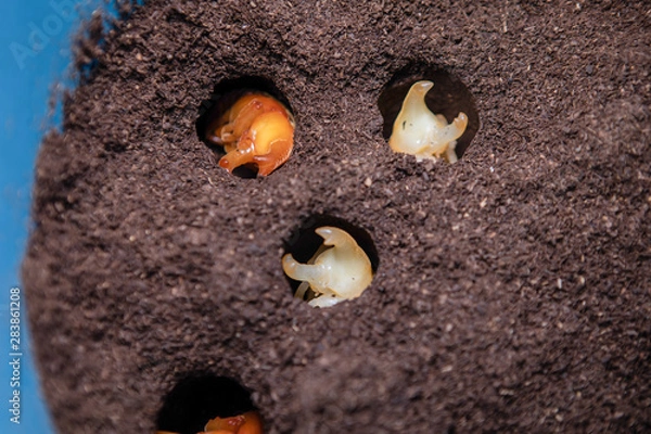 Fototapeta Larvae that are waiting for a pupa, Security concept, Future protein sources, Fighting beetle in the hole, Evolution of insects