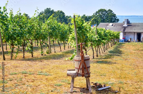 Fototapeta Wine press on the Baltic Sea on a vineyard in Loddin. Usedom Island.
