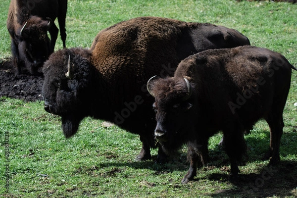 Fototapeta Bison