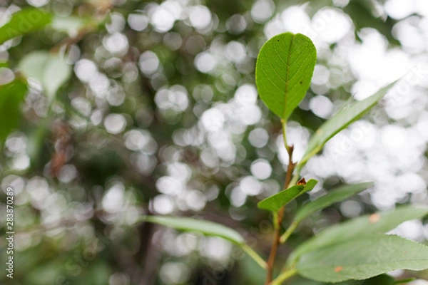 Fototapeta Apple tree branch with young, fresh leaves on a green background