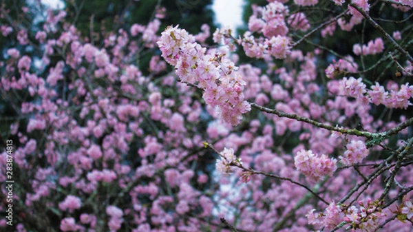 Fototapeta cherry flower