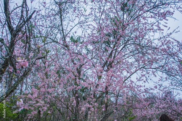 Fototapeta blooming cherry tree in spring