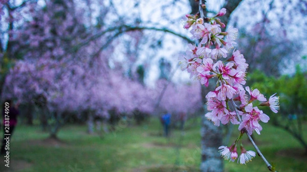 Fototapeta cherry flowers in spring