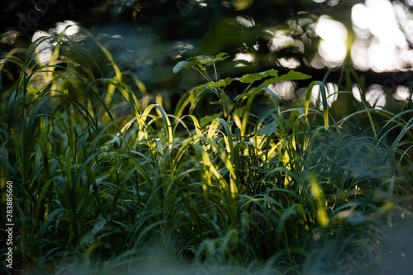 Obraz grass in the forest