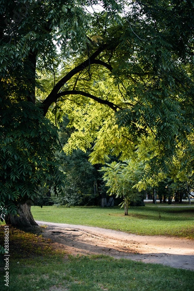 Obraz path in the park
