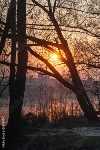 Obraz sunset in the forest