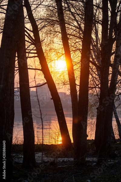 Obraz sunset in the forest