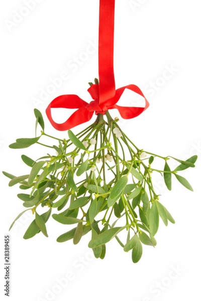 Obraz Mistletoe isolated