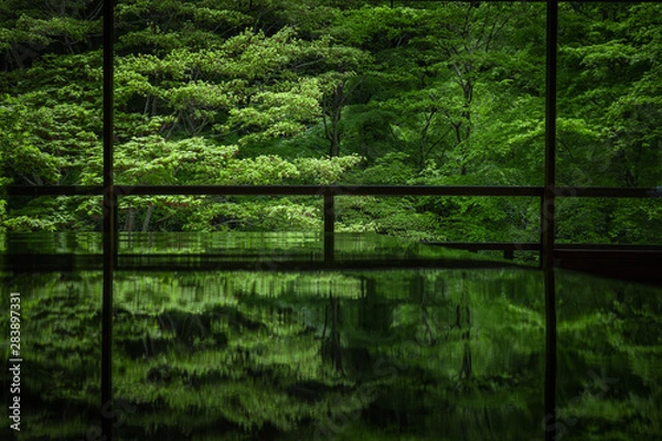 Fototapeta 京都府 瑠璃光院 新緑