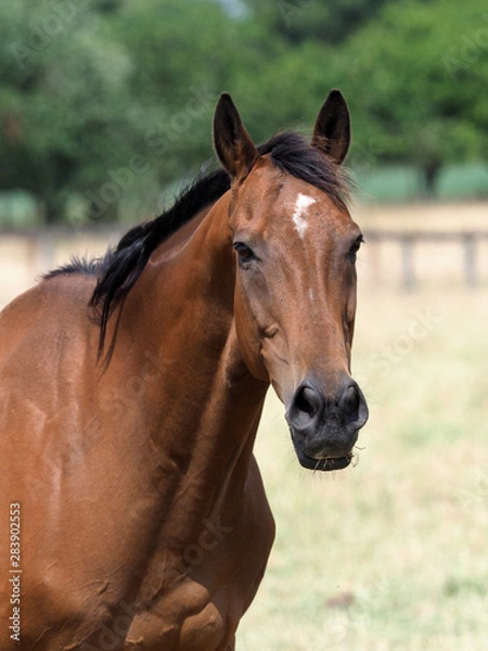 Obraz Retired Racehorse in Paddock