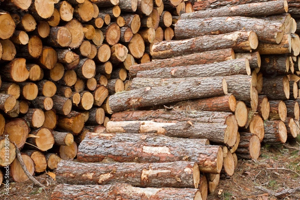 Fototapeta Forestal_004