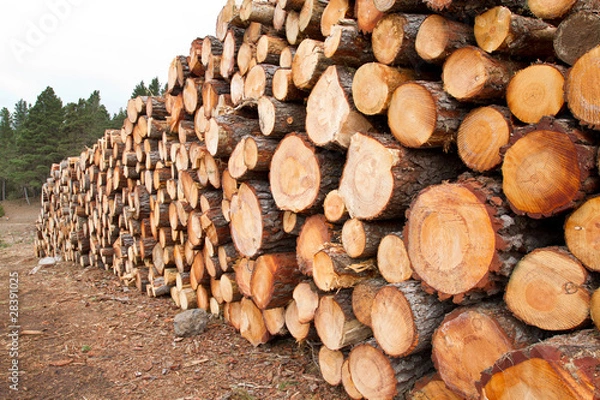 Fototapeta Forestal_005