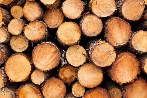 Fototapeta Forestal_006