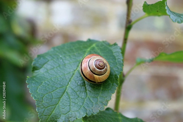 Fototapeta Grove snail on leaf