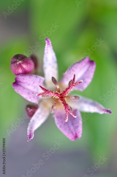 Obraz ホトトギスのアップ