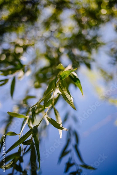 Fototapeta Willow leaves, bottom view, sky background