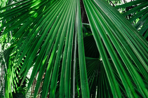 Obraz juicy green palm leaf close up