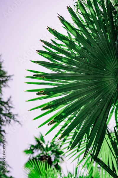 Obraz juicy green palm leaf close up