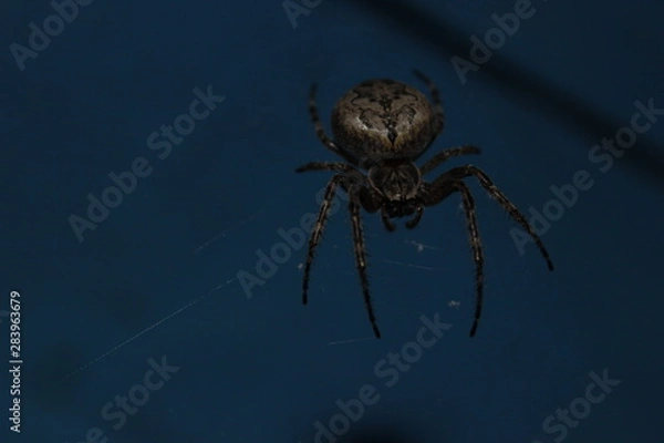 Fototapeta Spider 