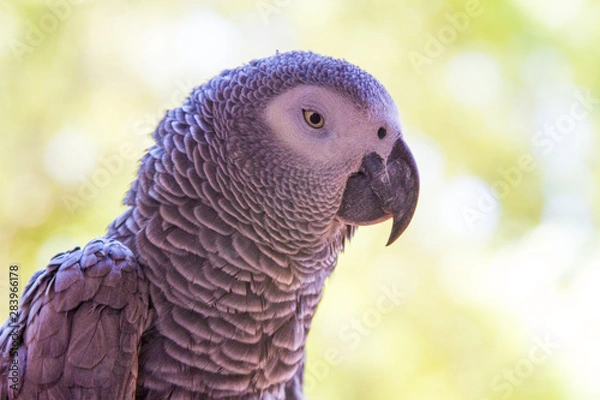 Obraz African Gray Parrot