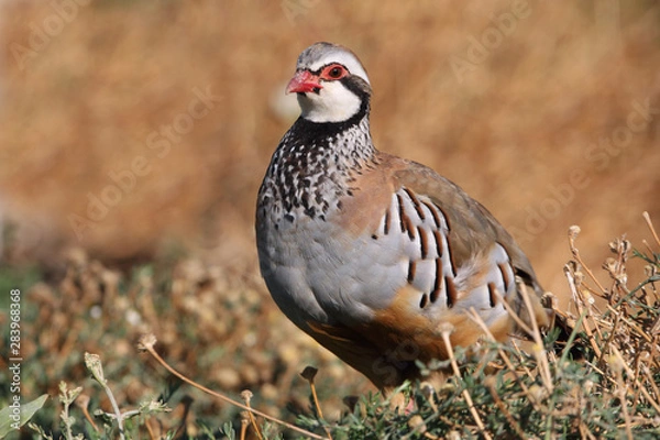 Fototapeta Red legged partridge, Alectoris rufa, partridge