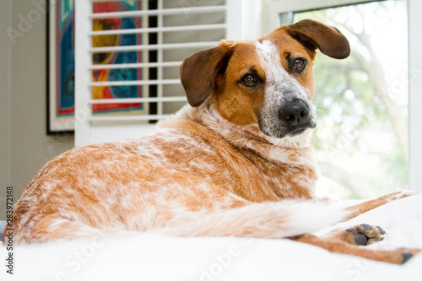 Obraz Australian Cattle Dog