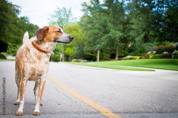 Obraz Australian Cattle Dog 