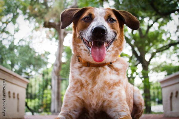 Fototapeta Australian Cattle Dog 