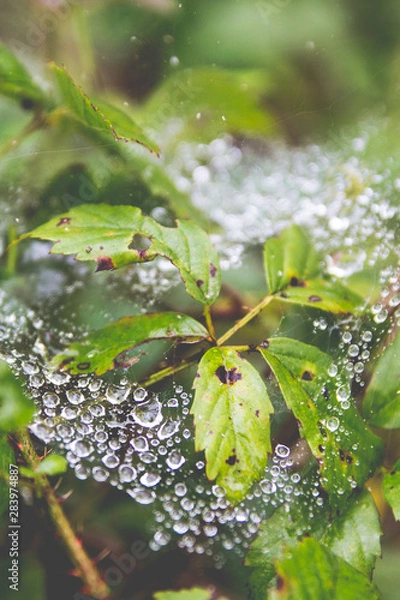 Obraz Water Droplets on Leaf