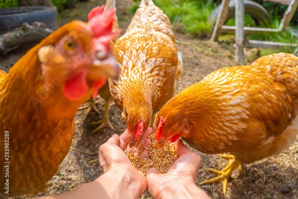 Obraz Hens eating from hands, POV image - hen party - feeding domestic chickens