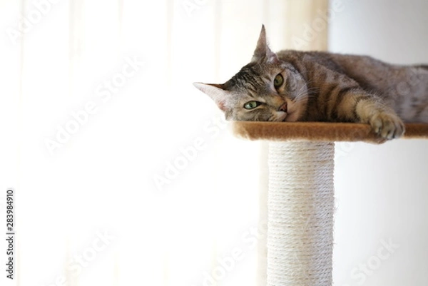 Obraz キャットタワー