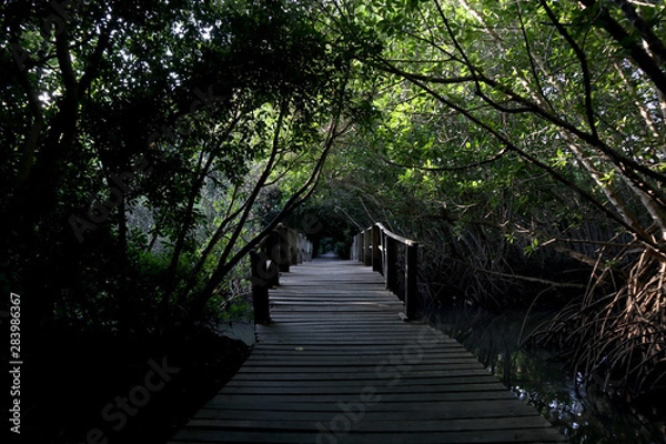 Obraz bridge on mangrove forest