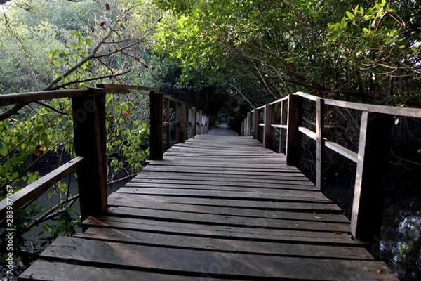 Fototapeta bridge on mangrove forest