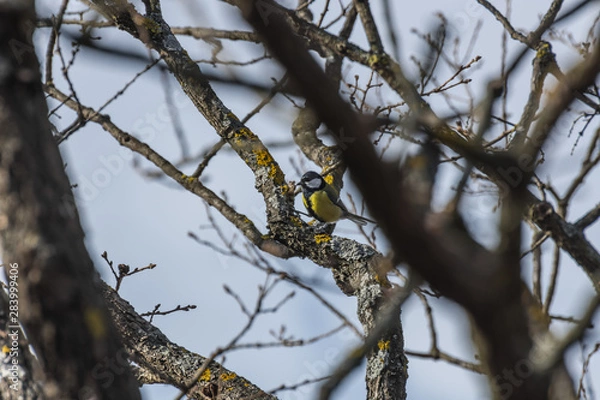 Fototapeta kohlmeise auf einem baum