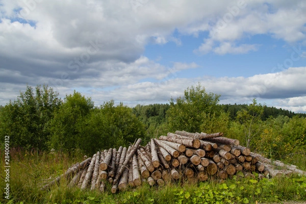 Obraz logging timber logs on  road
