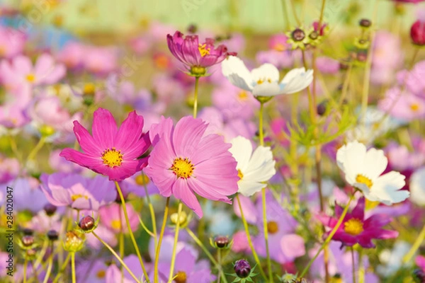 Obraz colorful cosmos flowers in the garden. beautiful floral background