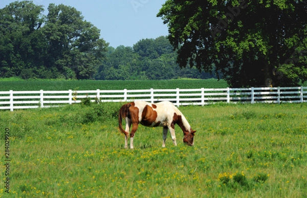 Obraz Grazing Horse in Northwestern Arkansas